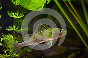 Eurasian ruffe juvenile, aggressive dominant wild freshwater fish, captive omnivore coldwater species, hornwort