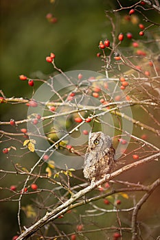 Eurasian scops owl