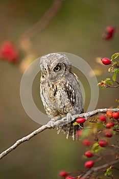 Eurasian scops owl