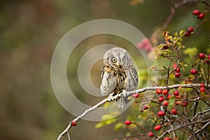 Eurasian scops owl