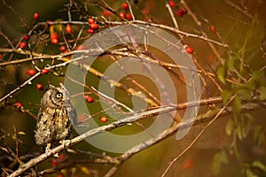 Eurasian scops owl