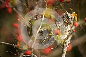 Eurasian scops owl