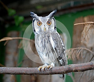 Eurasian Scops Owl 