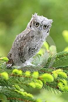 Eurasian scops owl