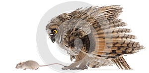 Eurasian Scops-owl looking at a mouse
