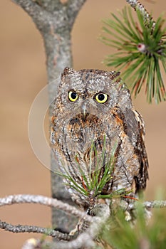 The Eurasian scops owl Otus scops or the European scops owl or just scops owl sitting on a branch of pine. Little owl with