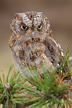 Eurasian scops owl Otus scops or the European scops owl or just scops owl sitting on a branch of pine. Samll owl with yellow