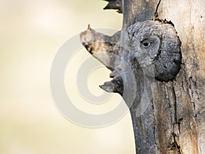 Eurasian scops owl Otus scops in its nest on a tree
