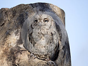Eurasian scops owl Otus scops in its nest on a tree