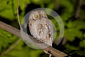 Eurasian scops owl (Otus scops) in natural habitat