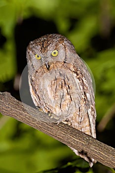 Eurasian scops owl (Otus scops) in natural habitat