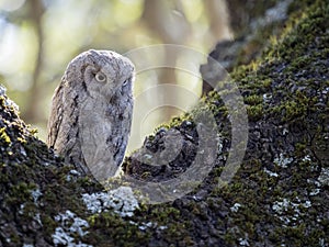 Eurasian scops owl Otus scops on a tree in the forest