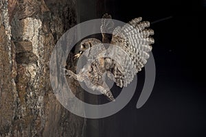 Eurasian Scops Owl, small owl, flying and hunting, with an insect grasshopper in the beak photo
