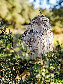 Eurasian Scops-owl watching for prey in the woods hunting