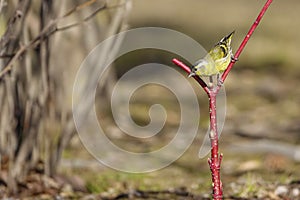 Eurasian Siskin