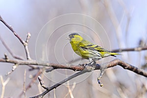 Eurasian siskin, carduelis spinus