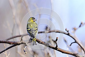 Eurasian siskin, carduelis spinus