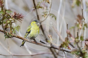 Eurasian siskin, carduelis spinus