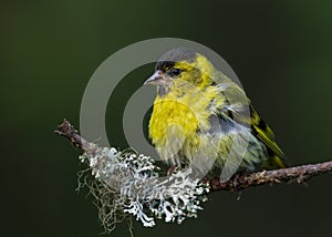 Eurasian Siskin (Carduelis spinus)