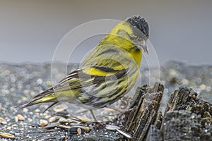 Eurasian Siskin (Carduelis spinus)