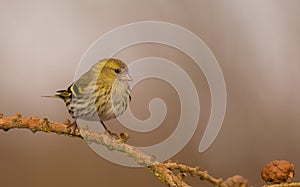 Eurasian Siskin - Carduelis spinus