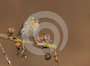 Eurasian Siskin - Carduelis spinus