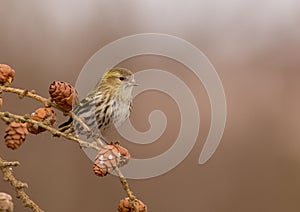 Eurasian Siskin - Carduelis spinus