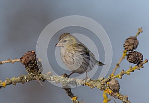 Eurasian Siskin - Carduelis spinus