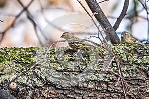 Eurasian siskin female, latin name spinus spinus, sitting on branch of tree. Cute little yellow songbird