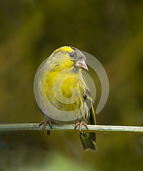 Eurasian Siskin looking at camera