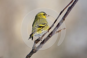 Eurasian siskin looks around, sitting in the branches of the apple tree. photo