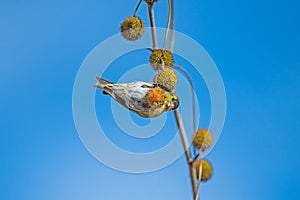 Eurasian Siskin (Spinus spinus) feeding on the seeds of the Chenar tree