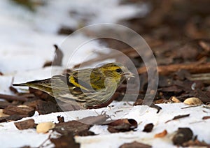 The Eurasian siskin Spinus spinus