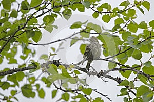 The Eurasian siskin, Spinus spinus