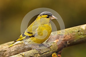 Eurasian Siskin - Spinus spinus