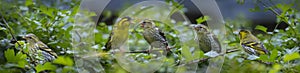 The Eurasian siskin Spinus spinus birds