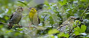 The Eurasian siskin Spinus spinus  birds