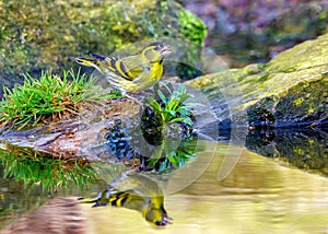 Eurasian Siskin - Spinus spinus, male bird having a drink.