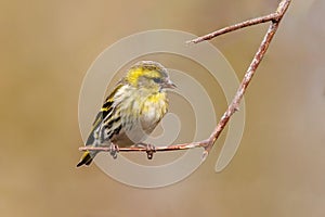 Eurasian Siskin - Spinus spinus, perched on a twig.