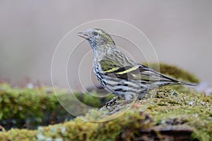 Eurasian siskin Spinus spinus is a small passerine bird in the finch family Fringillidae