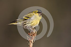 Eurasian siskin standing on a branch