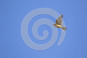 The Eurasian skylark, Alauda arvensis in flight photo