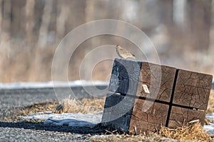 Eurasian Skylark (Alauda arvensis) Sitting on a Wooden Bench in the Park in Finland during Early Spring