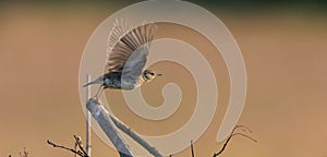 Eurasian skylark (Alauda arvensis) starting to fly photo