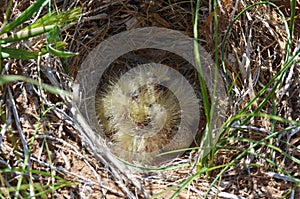 The eurasian skylark chicks in the nest