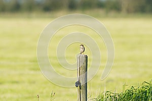 Eurasian skylark in landscape