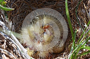 The eurasian skylark nest closeup