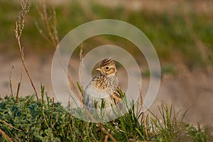 Eurasian skylark sits in the grass trying to look more impressive (lifting a tuft) during the breeding season.