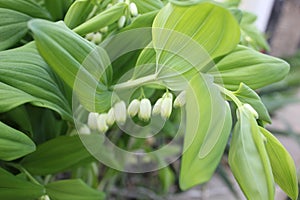 Eurasian Solomon's seal in buds ready to bloom