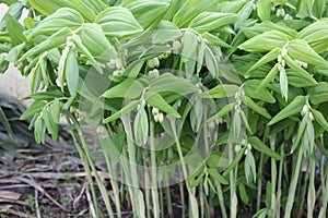 Eurasian Solomon's seal with buds ready to burst out